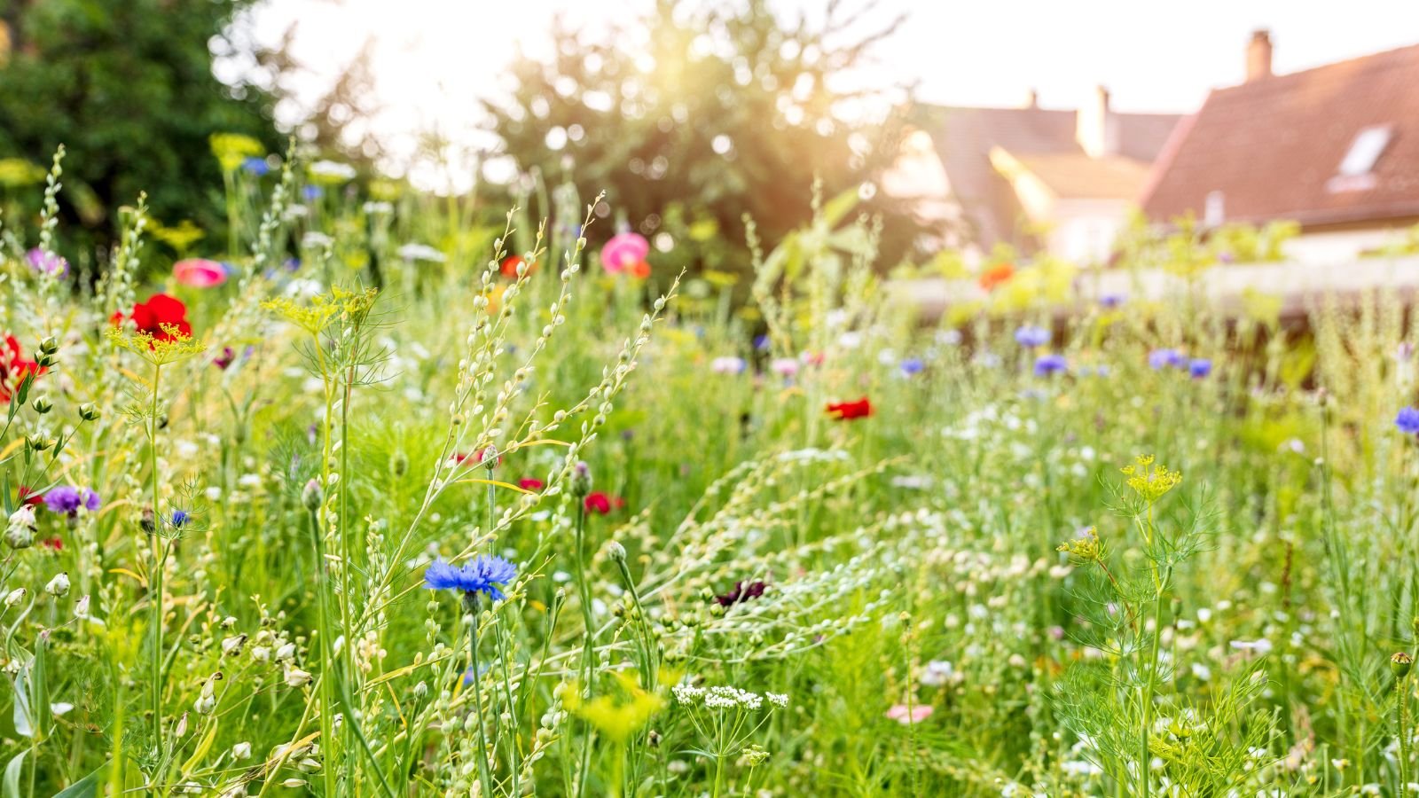Meadow Lawn
