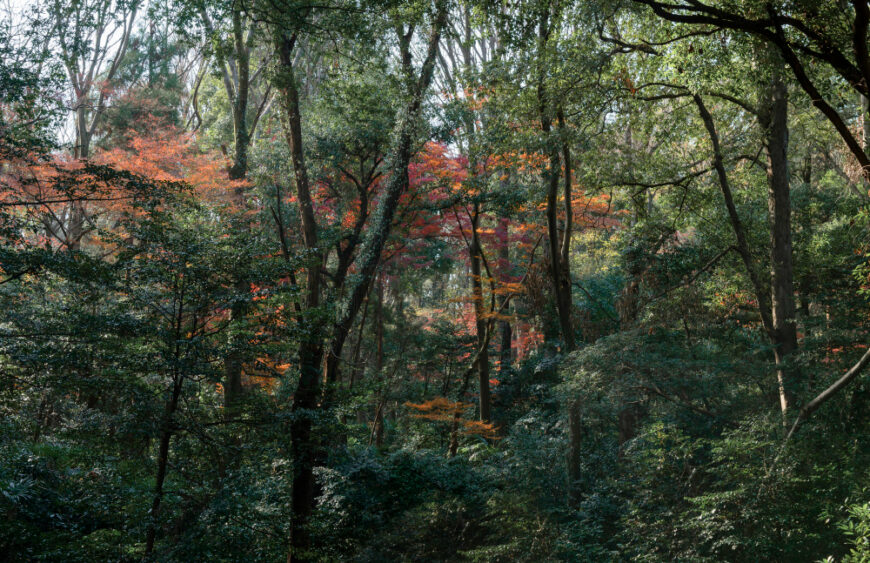 Pocket Forest